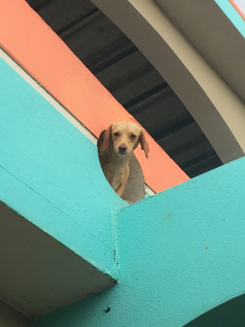 Doginwdw.jpg