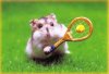tennis hamster..jpg